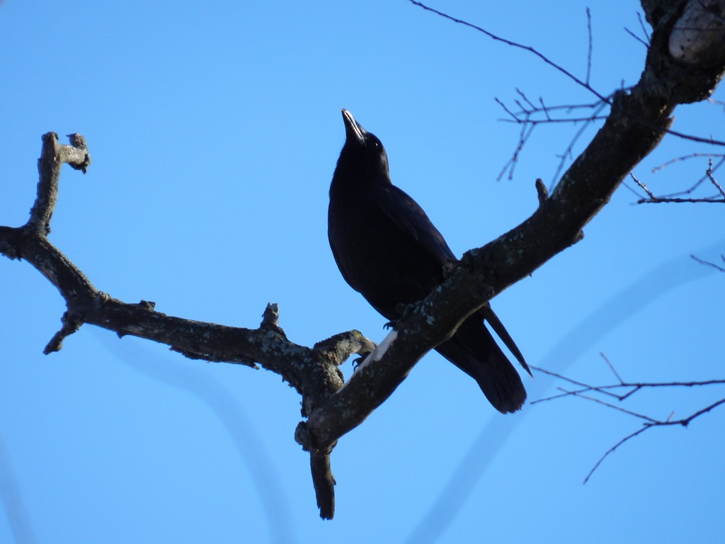 Crow - Strickers Pond, Middleton, WI - 2012-02-05
