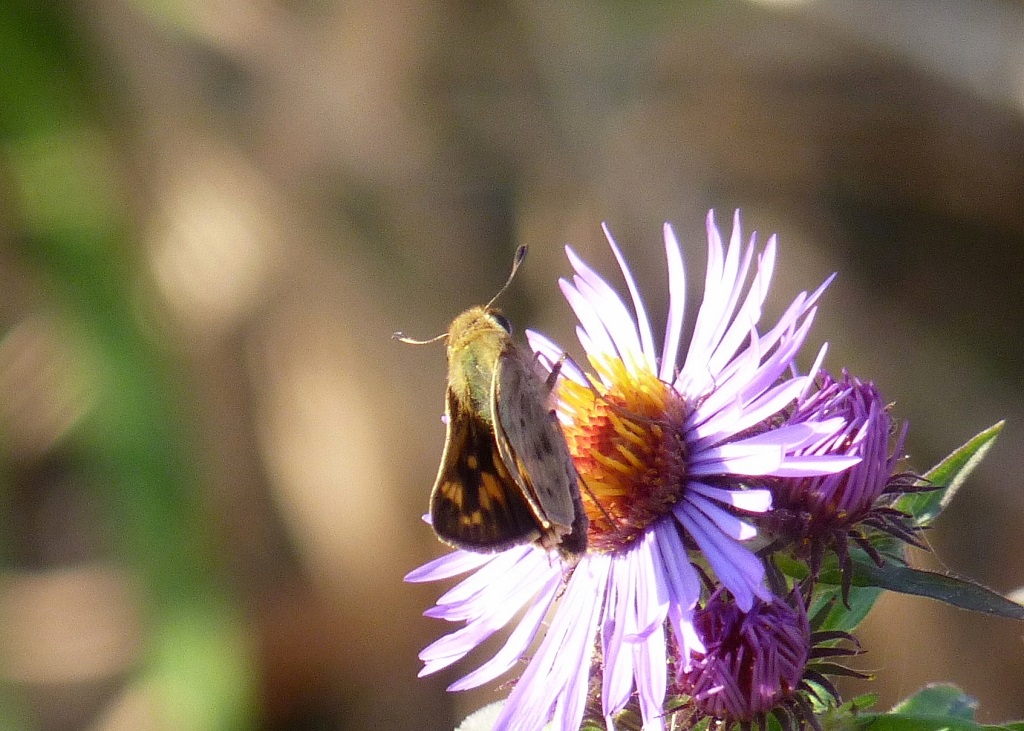 Sachem - McKee Park, Fitchburg, WI - 2010-10-12