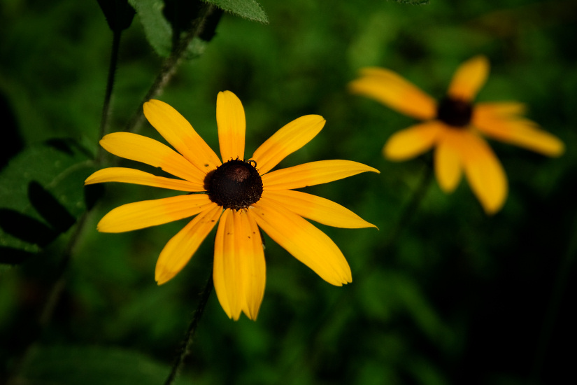  Black Eyed Susan  