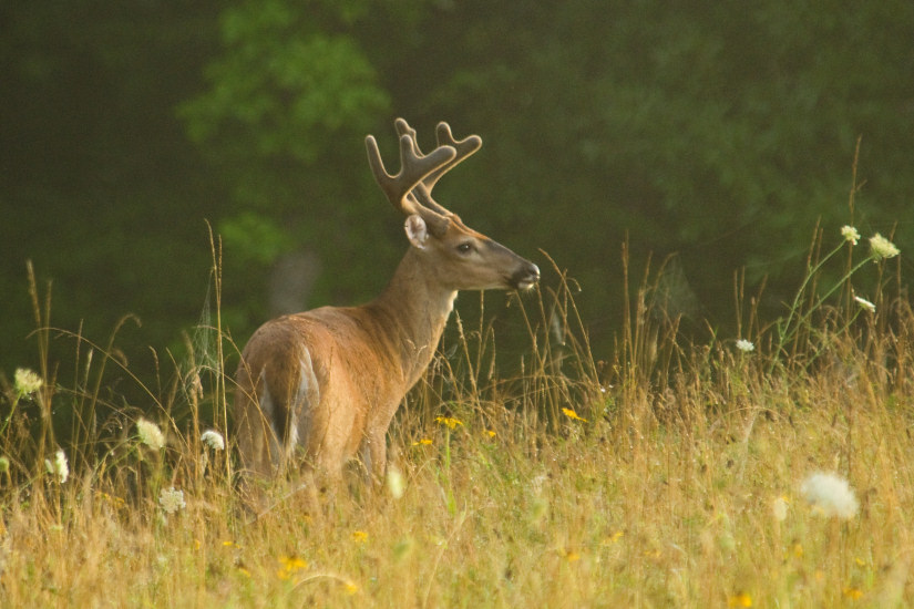 Eight Point Morning