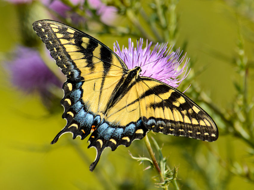  Tiger Swallowtail      