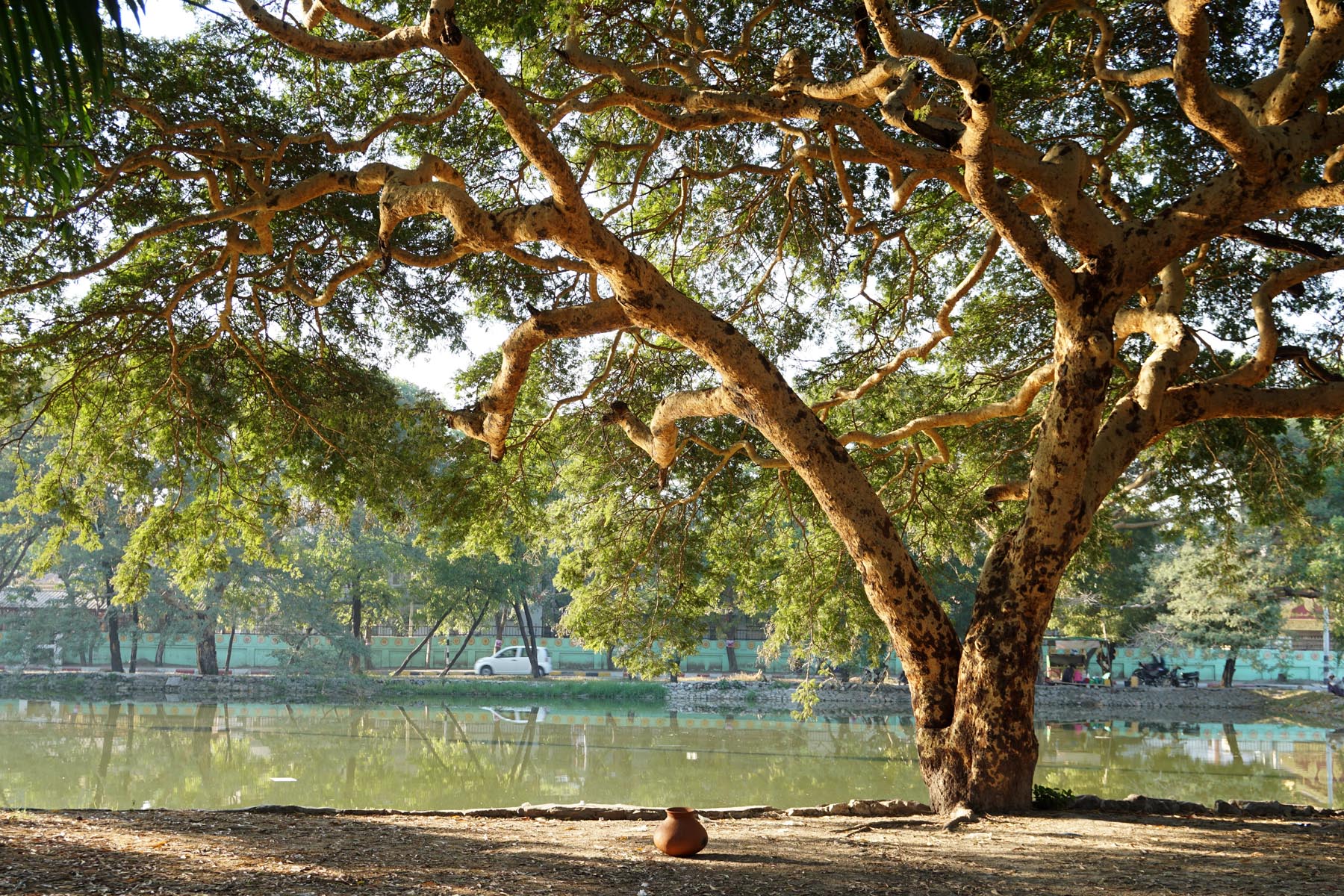 Lakeside Tree
