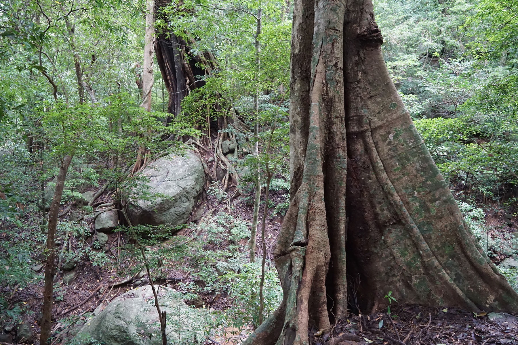 Forest