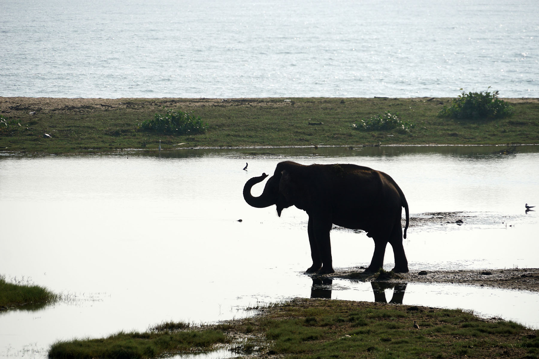 Elephant at Indian Ocean