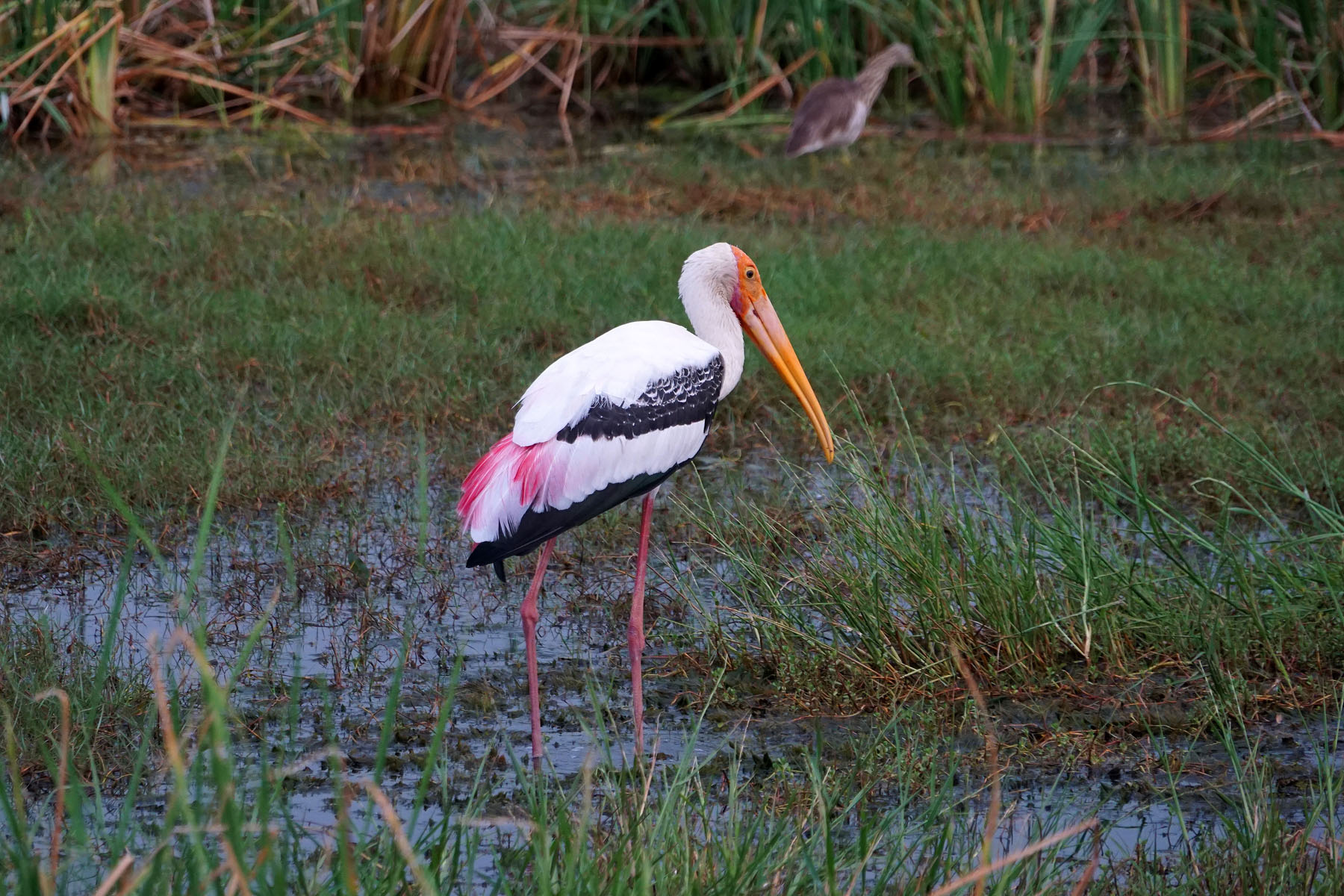 Painted Stork