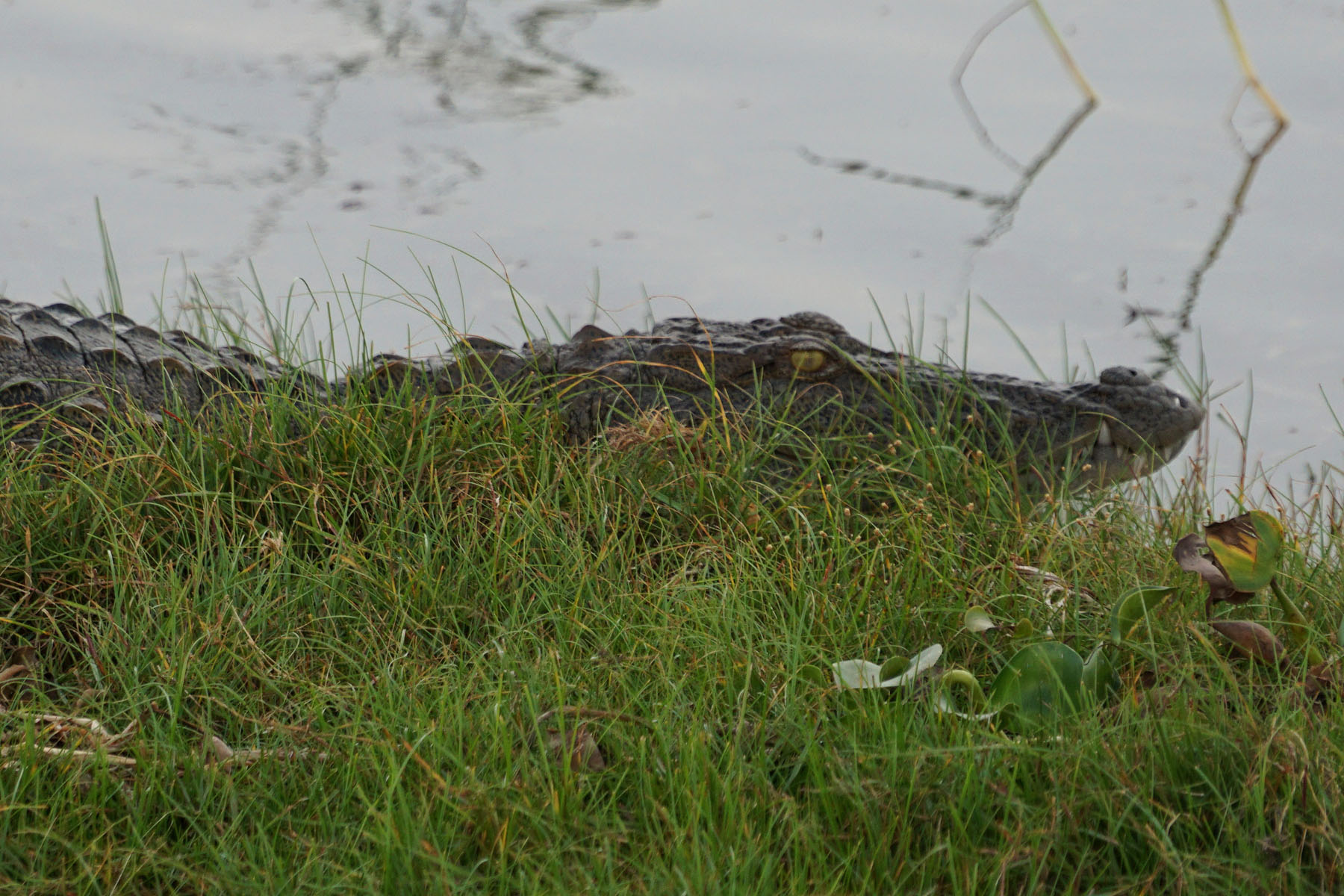 Crockdile
