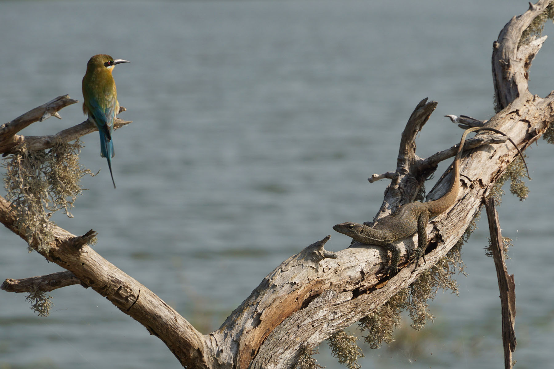 Blue-tailed Bee-eater & Water Monitor