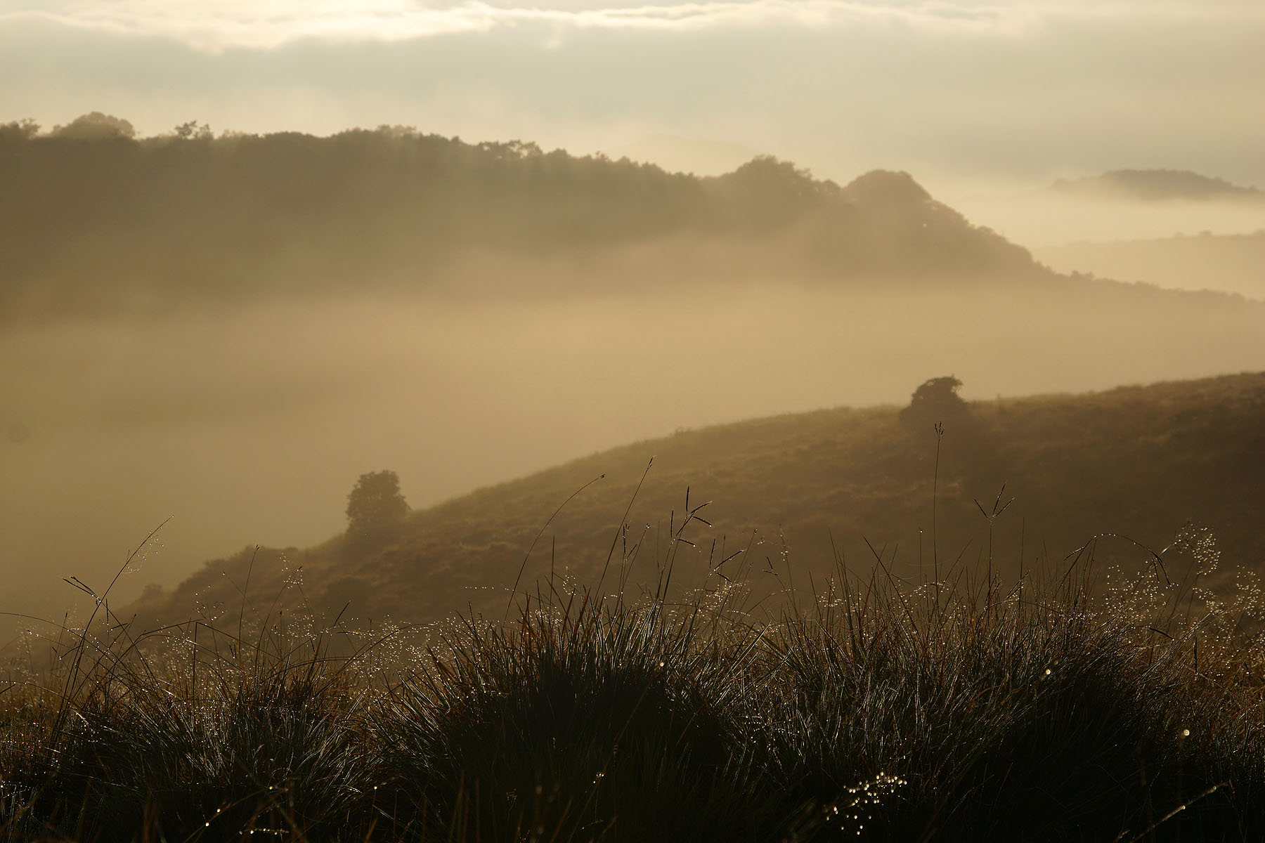 Morning fog