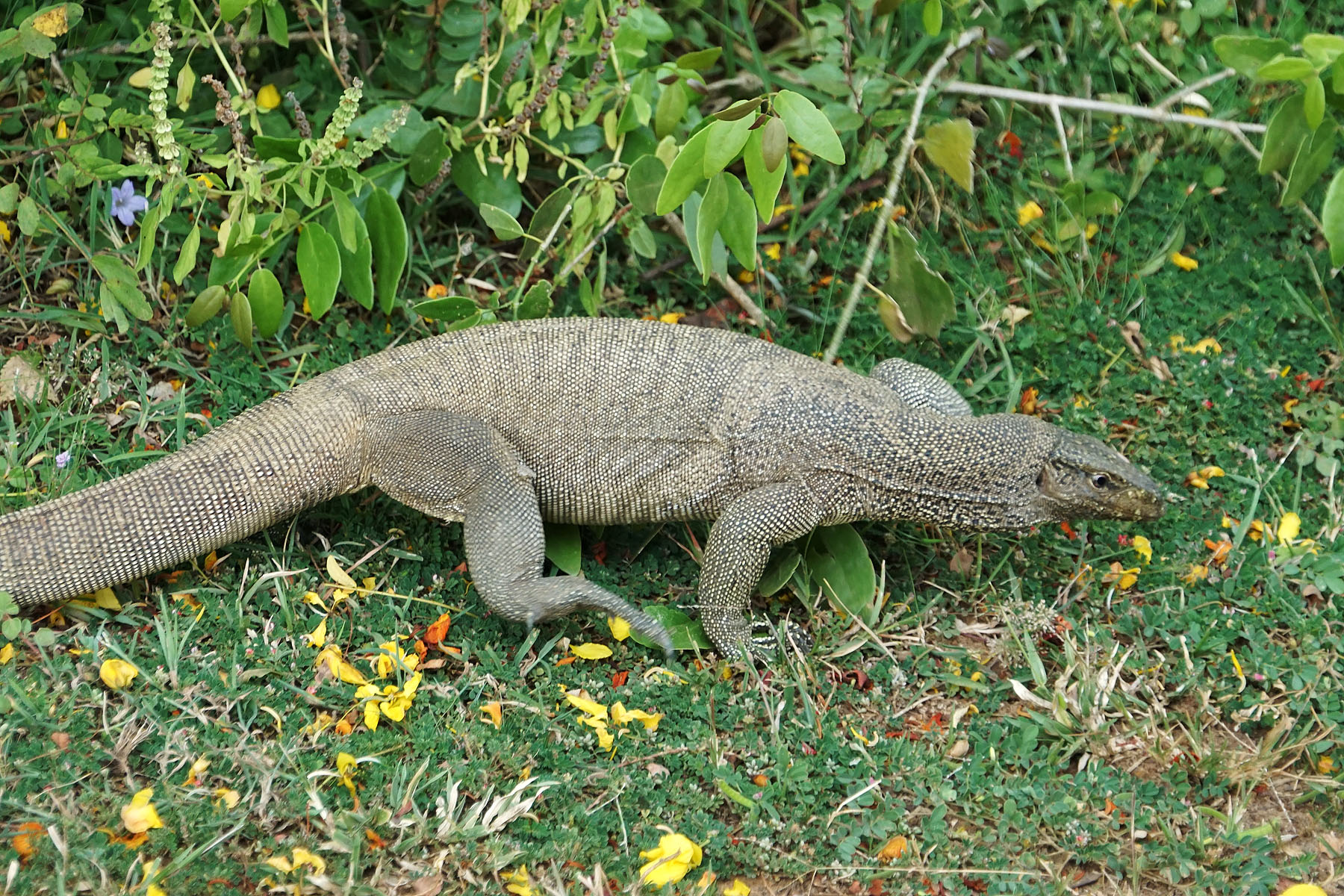 Water Monitor