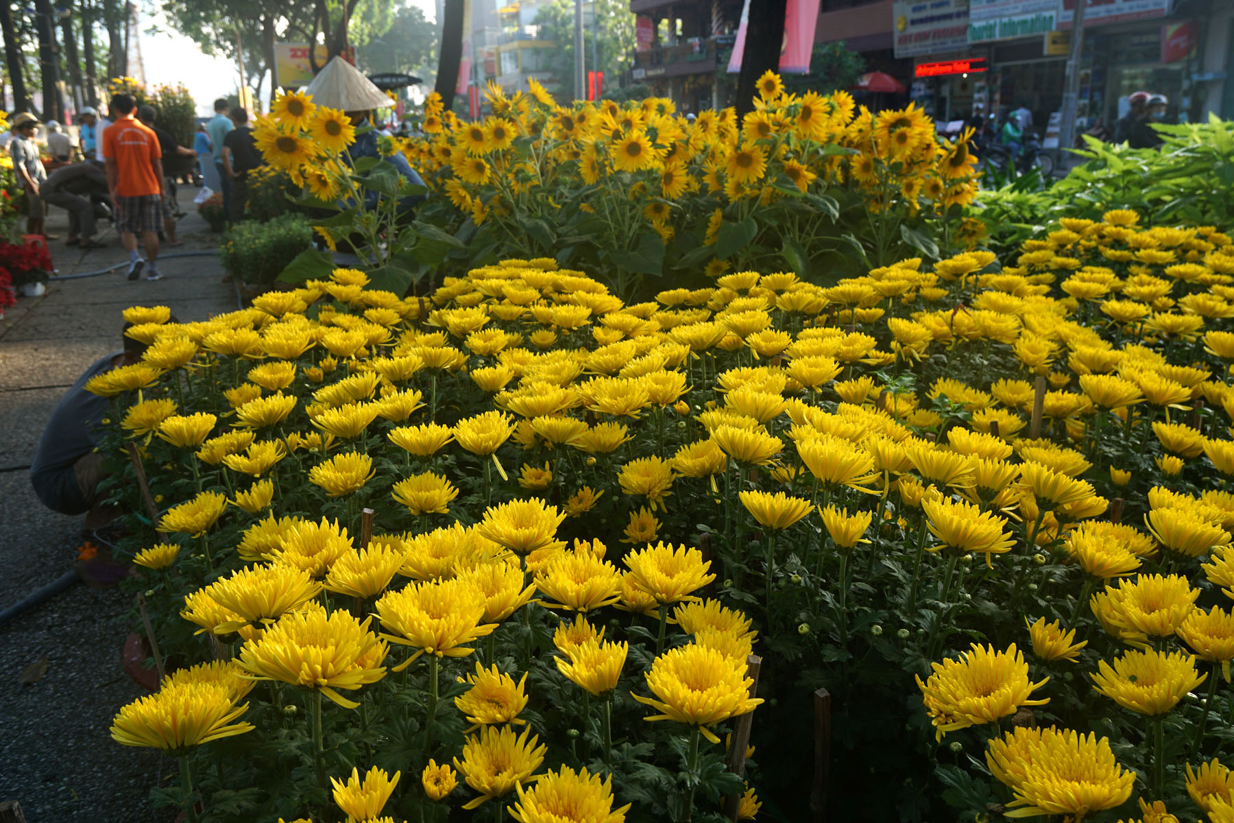 Flowers for sell
