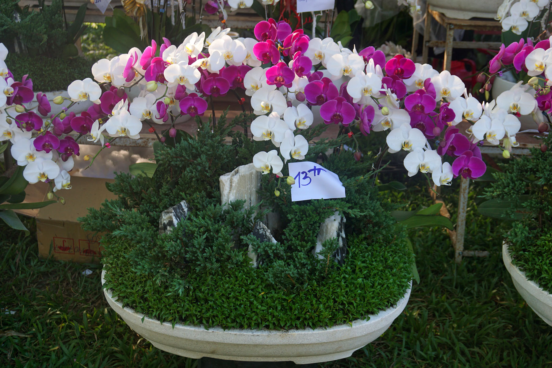 Flowers for sell