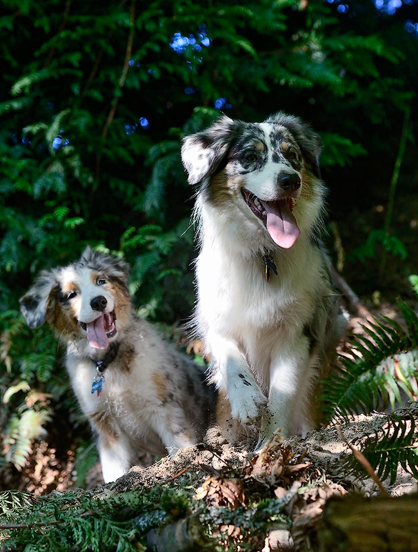 Trail_Dogs1_0123_72pi2.jpg