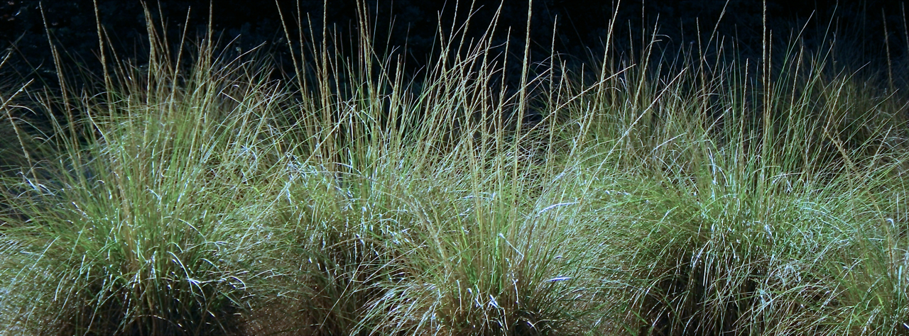 Deer Grass