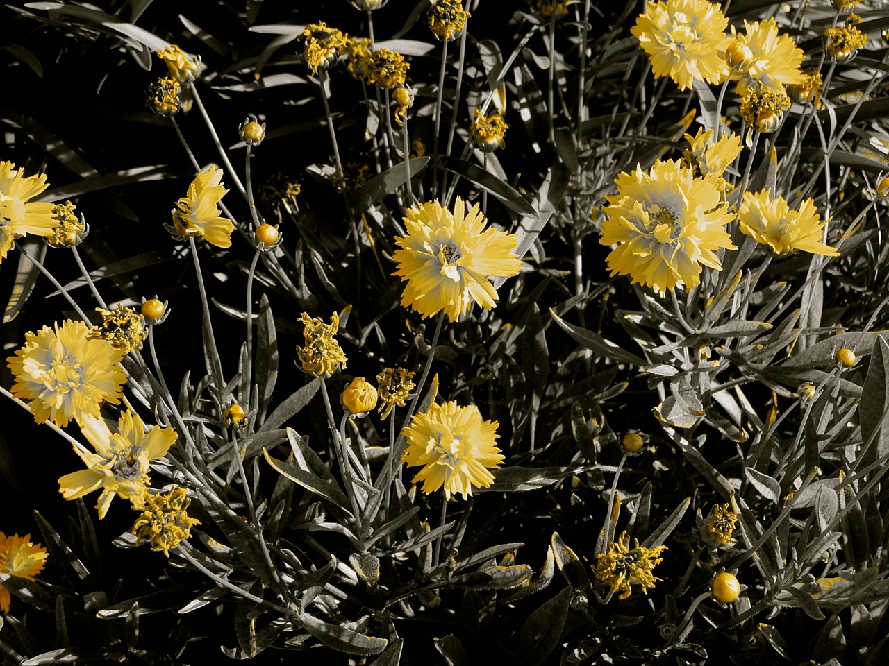 Yellow Flowers