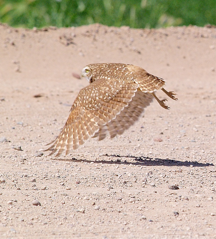 Burrowing Owl BIF
