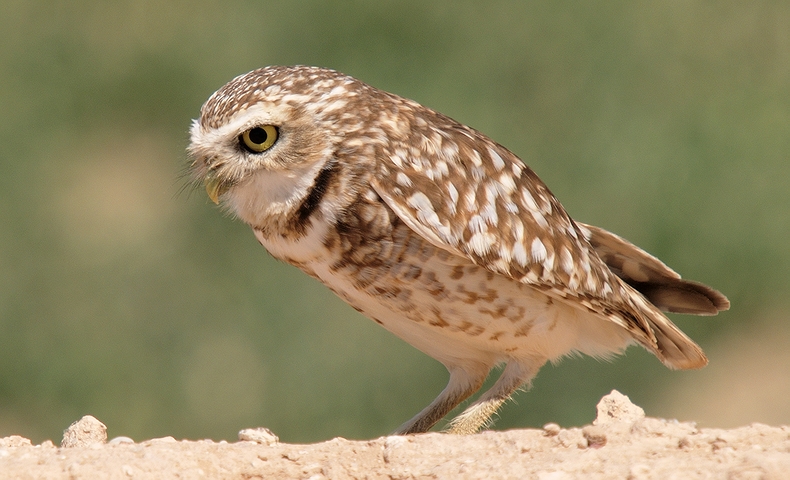 Burrowing Owl