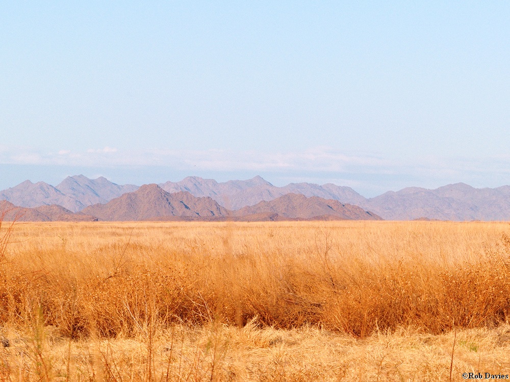 Sonoran Desert