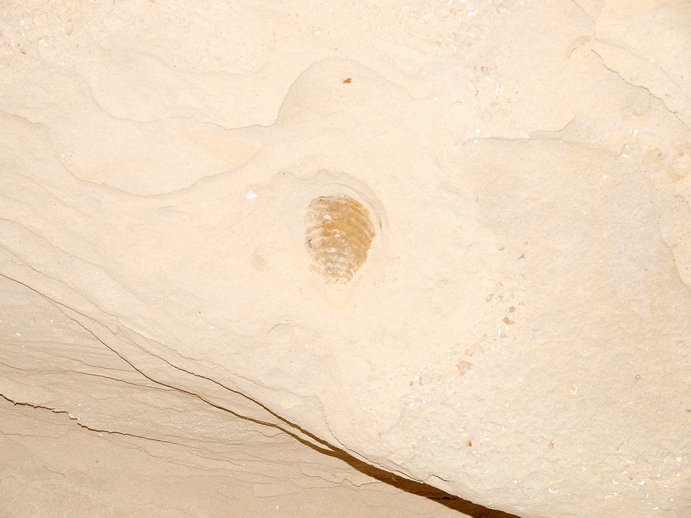 LB148054 escalante fossil - clamshell.jpg