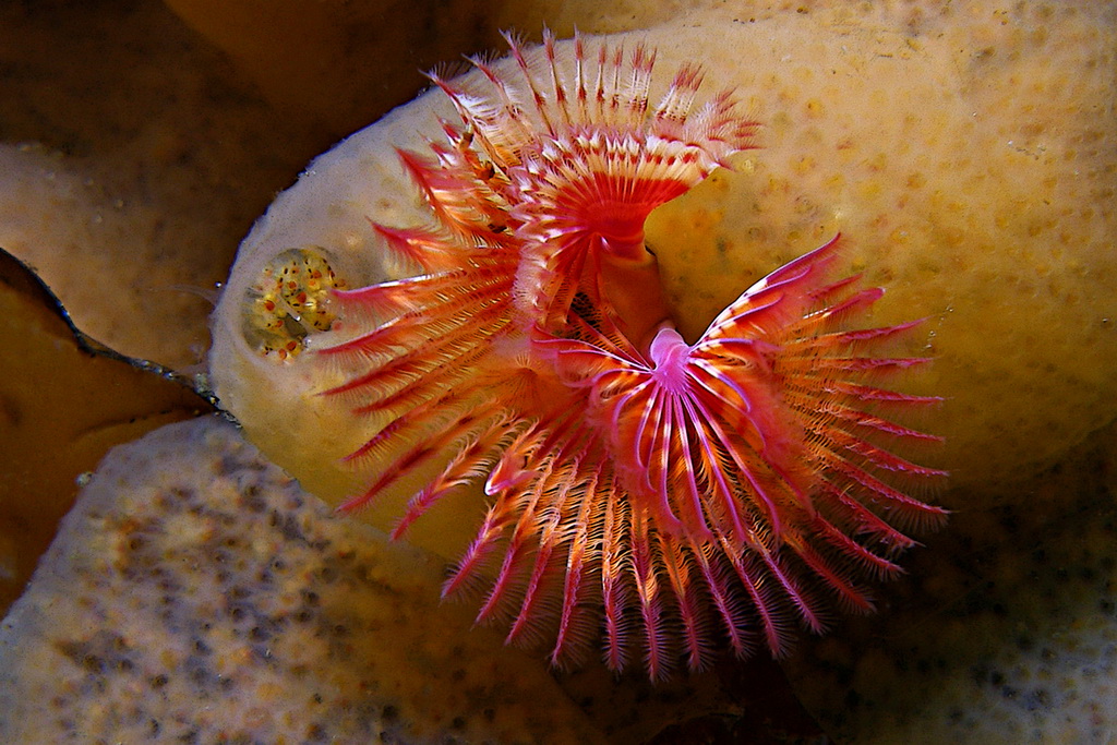 C293 Calcareous tube worm, Mozino Point