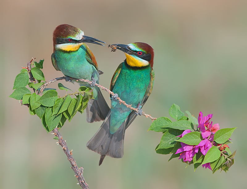 Bee-eater.