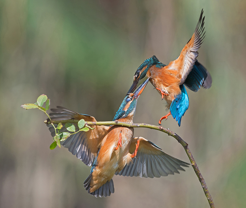 Kingfishers fight ...