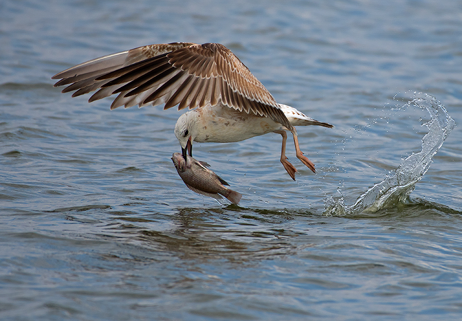 Herring Gull.