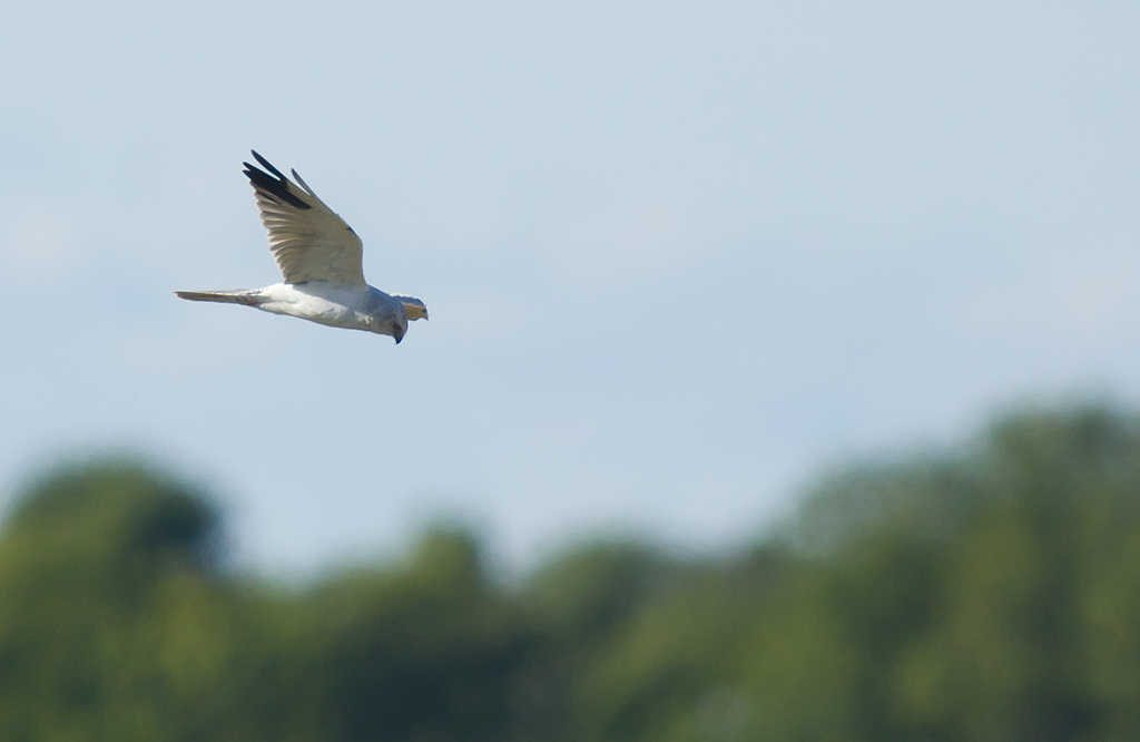 Stpphk/Pallid Harrier