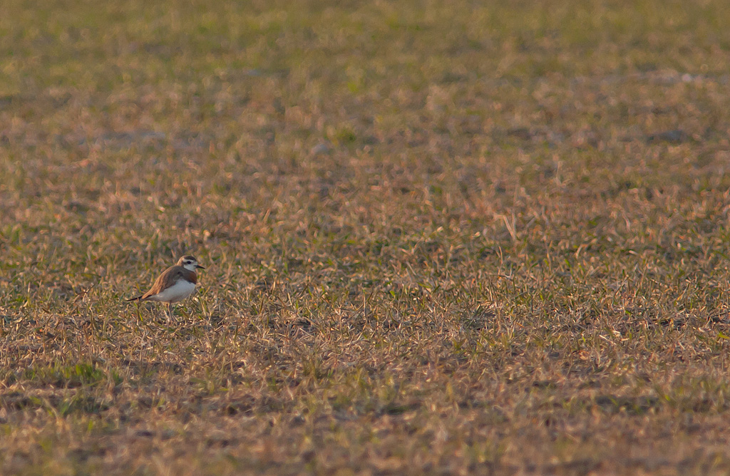 Kaspisk pipare/Caspian plover