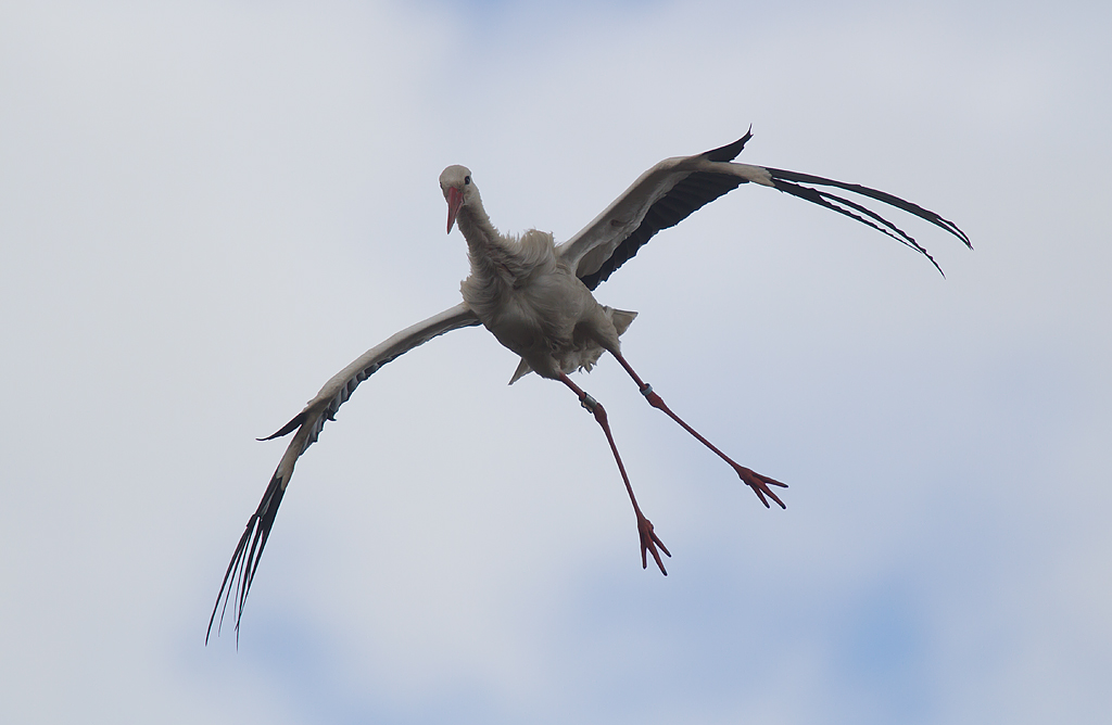 Vit stork/White stork.
