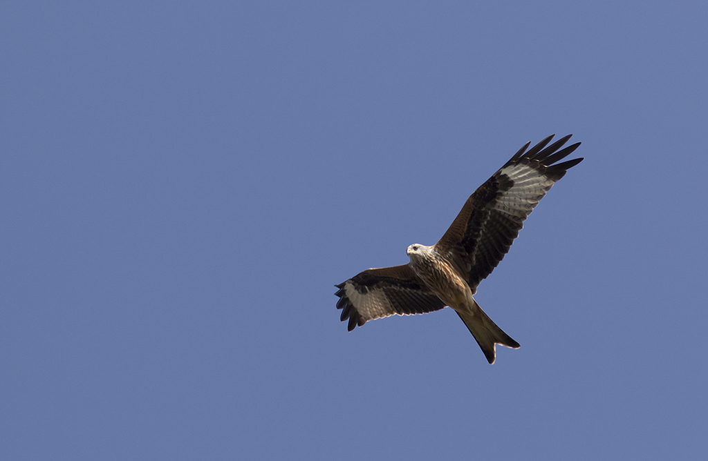 Rd Glada/Red Kite.