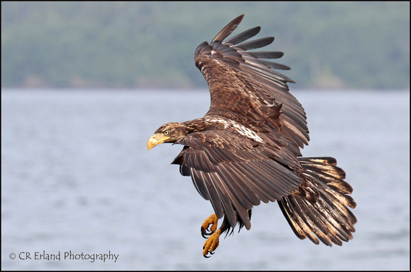 Juvenile Bald Eagle