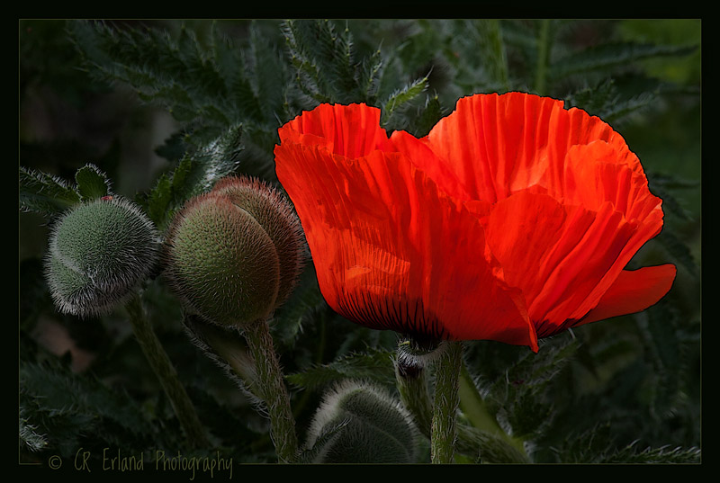 Summer Beauty