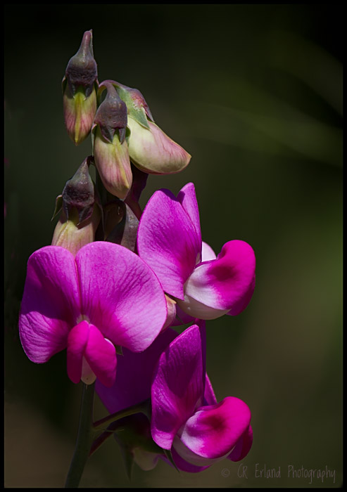 Sweet Peas