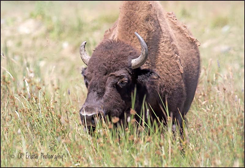 Bison