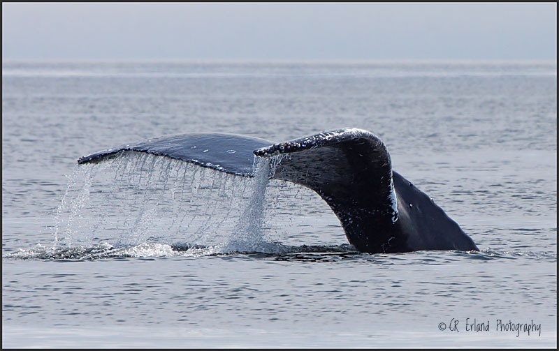 BC Coastal Whale
