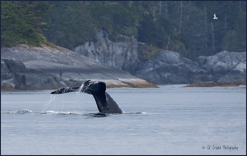 A Whale of an Afternoon