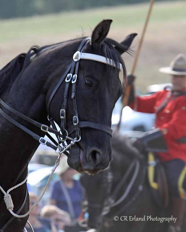 RCMP Musical Ride 2013