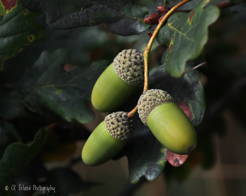 Acorn Update:  Still Green