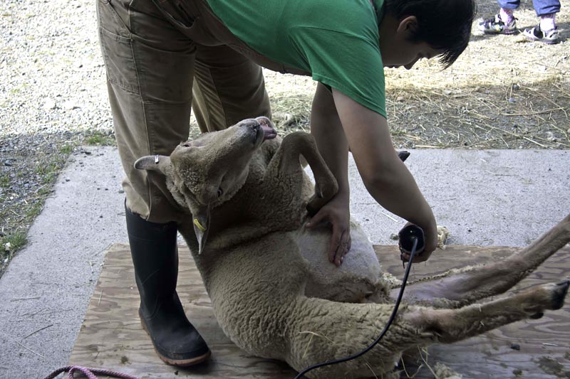 47 - Shearing Time
