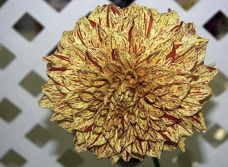 39 - Dahlia