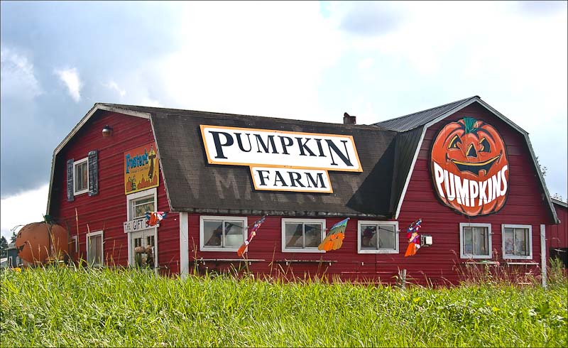 Pumpkins, Corn Maze and Fall Fun(2nd image below)