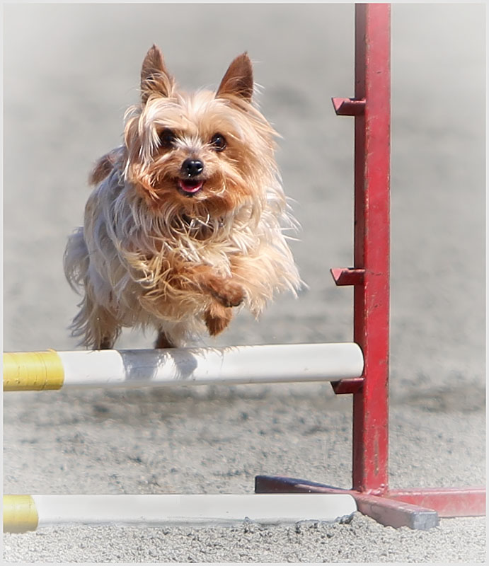 05 Big Jump for a Little Dog
