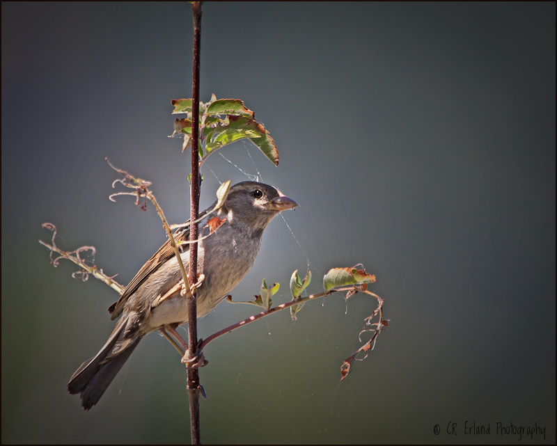 Perched on a Branch