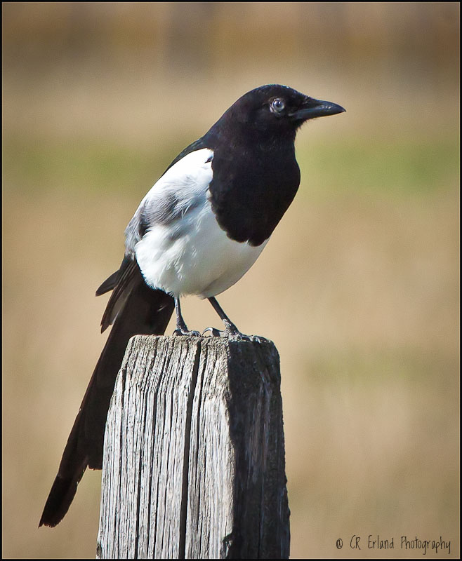 Black-billed Magpie