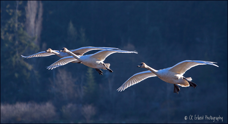 The Swans are Back!