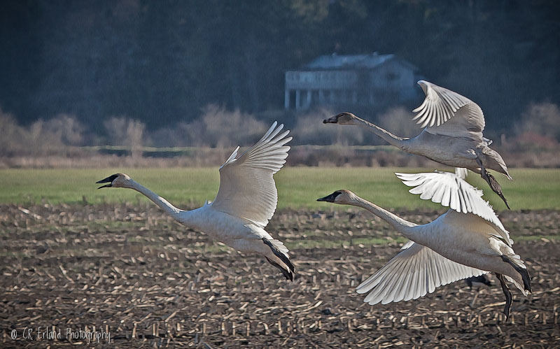 Swans: Trumpeter Swans