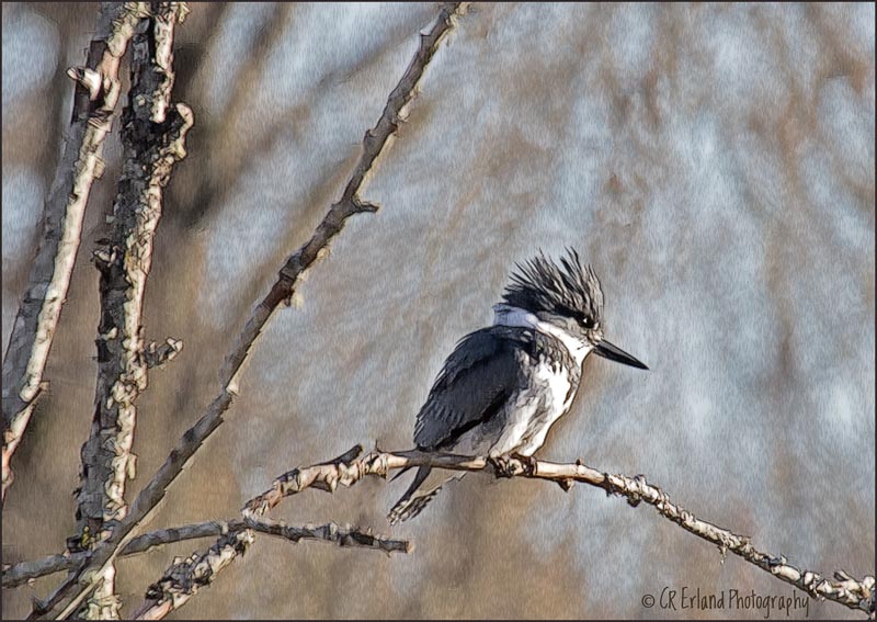 Belted Kingfisher