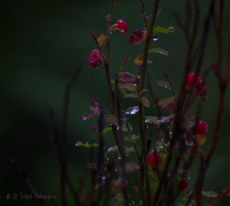 Huckleberries in the Rain