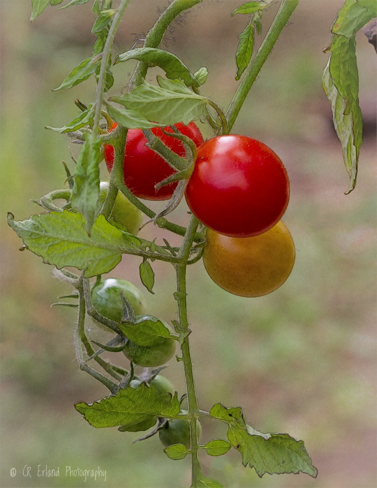 Still More Tomatoes