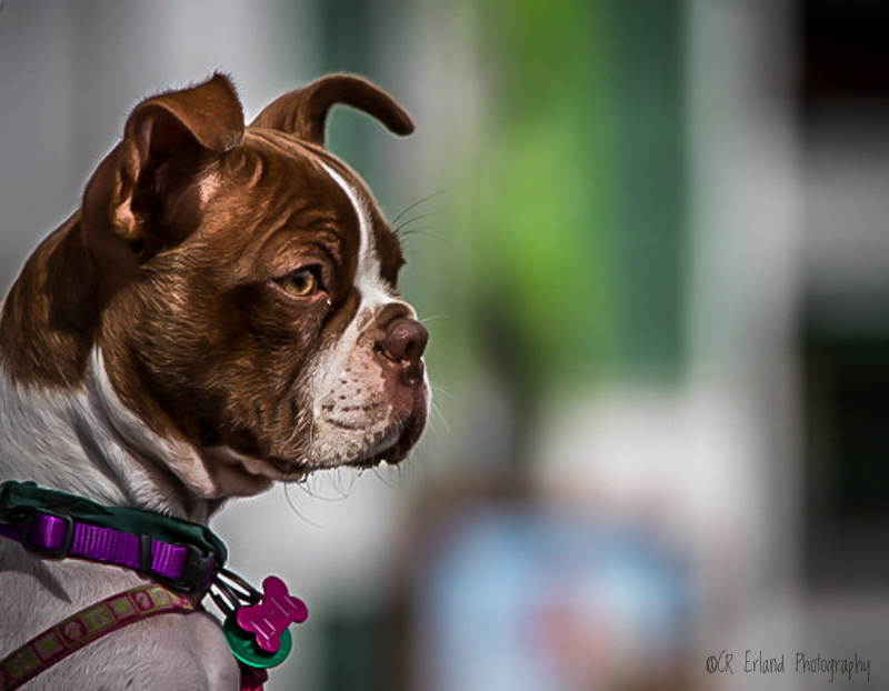 Ready for the Obedience Demonstration